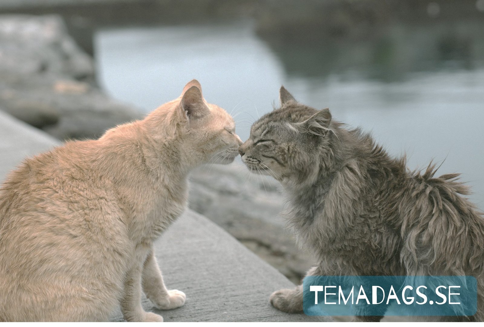 Internationella kyssdagen