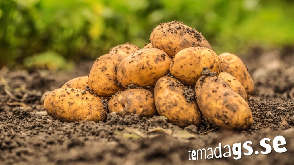 färskpotatisens dag