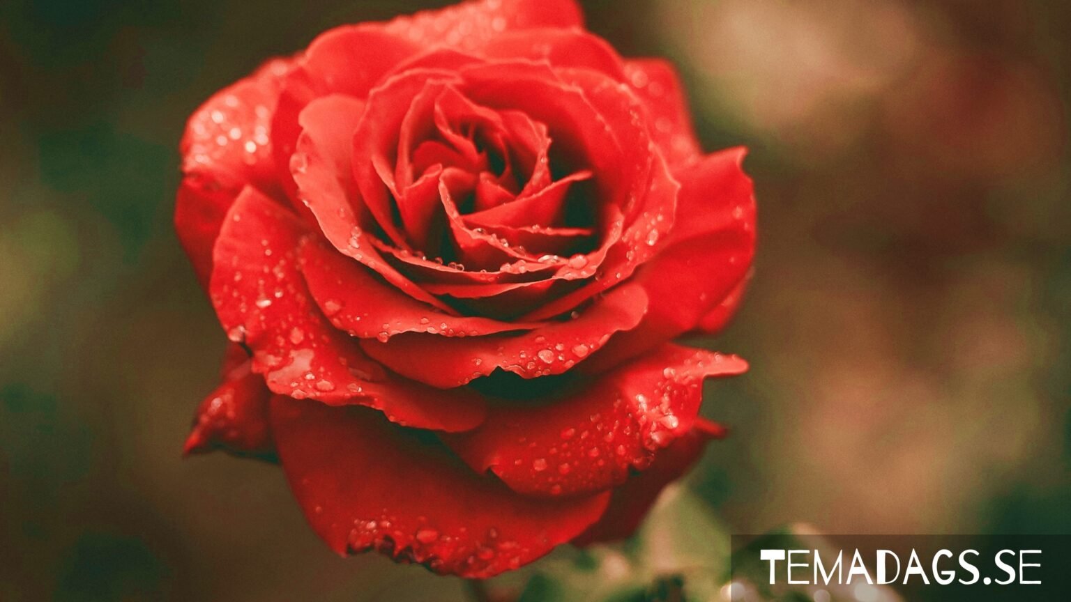 Rosens dag 2026 - Datum, fakta och tips