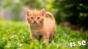 Internationella kattdagen