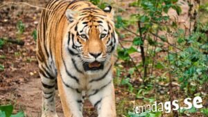 Internationella tigerdagen