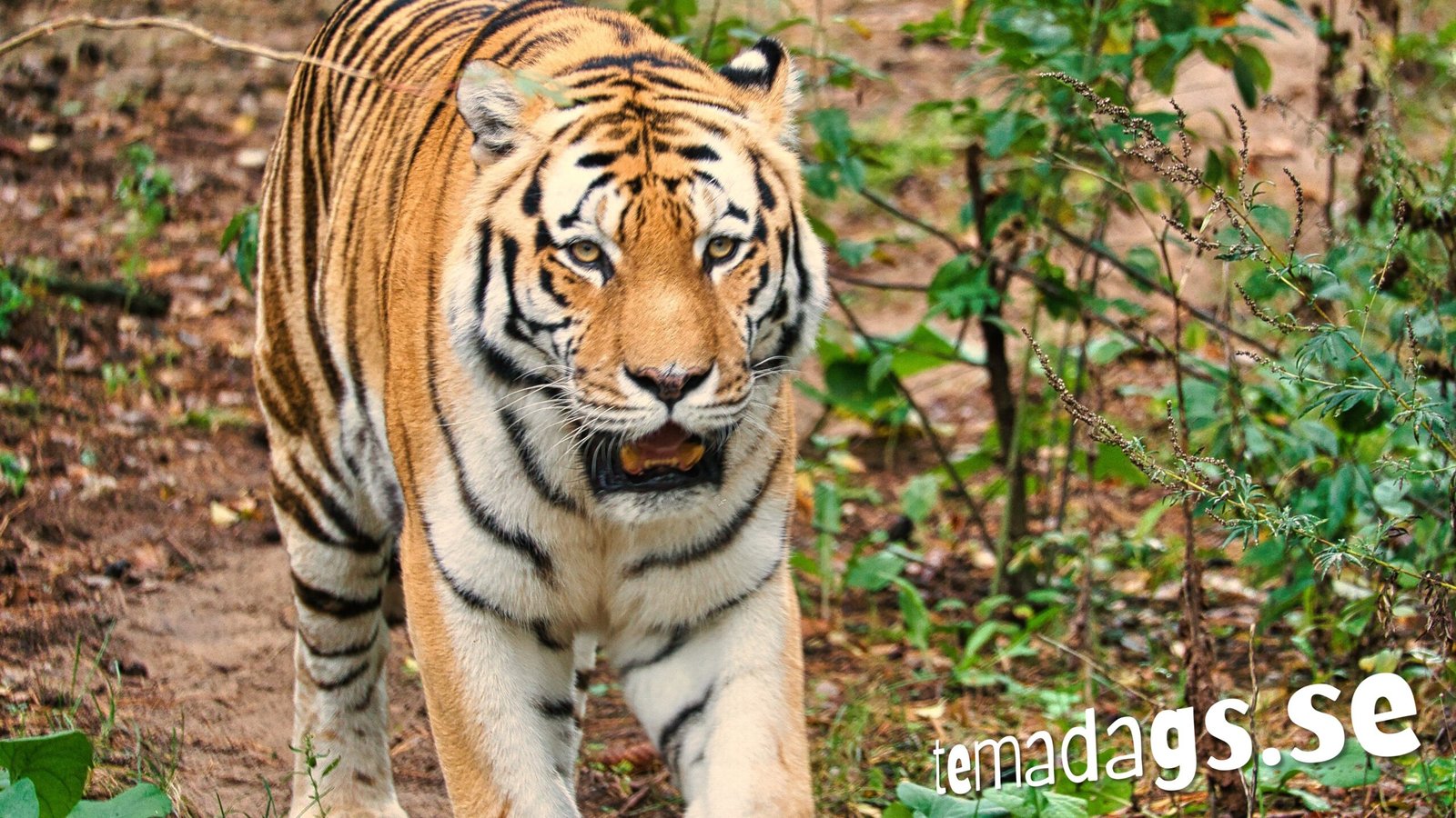 Internationella tigerdagen