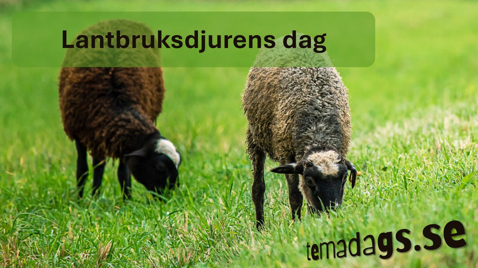 Lantbruksdjurens dag