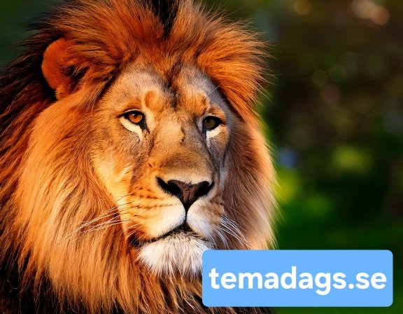 Lejondagen