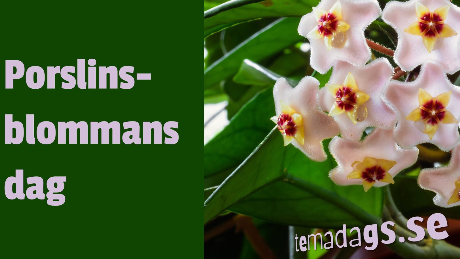 Porslinsblommans dag