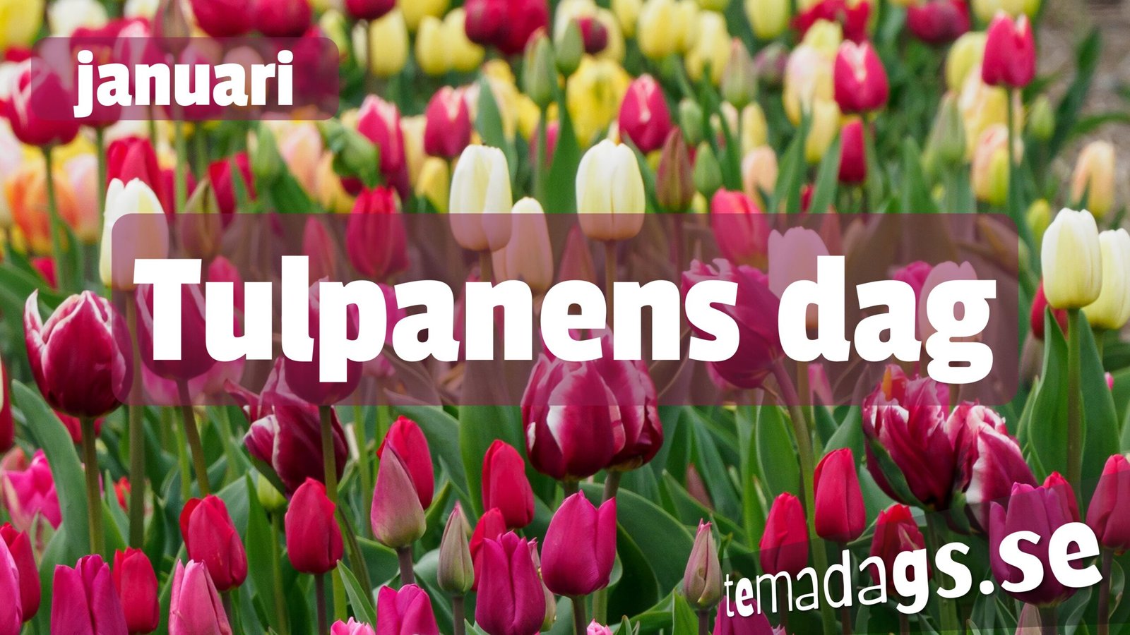 Många tulpaner på tulpanens dag